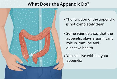 Can you live normally without an appendix?